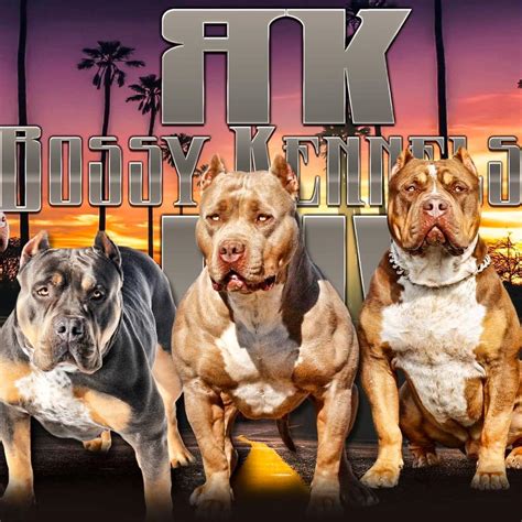 bossy kennels fendi|Watch this story by Bossy Kennels Inc on Instagram before it .